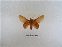 藏品(後鋸枯葉蛾)的圖片